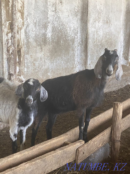 Anglo-Nubian kazla for sale Taldykorgan - photo 7