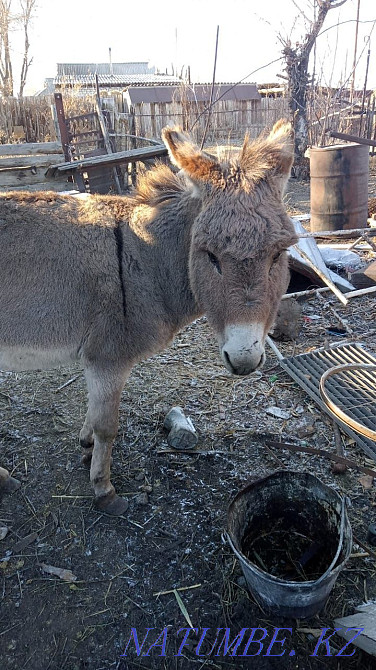 Арбалы есек сатамын  Үштөбе - изображение 1