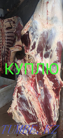 Slaughter of cattle for meat Pavlodar - photo 1