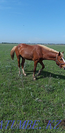 Zhylky kunan satylady Ескельди би - photo 1