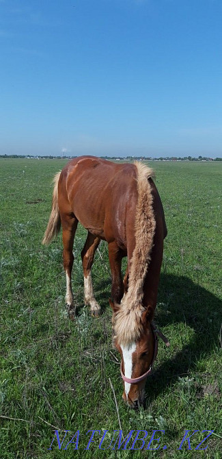 Жылкы кунан сатылады Ескельди би - изображение 3