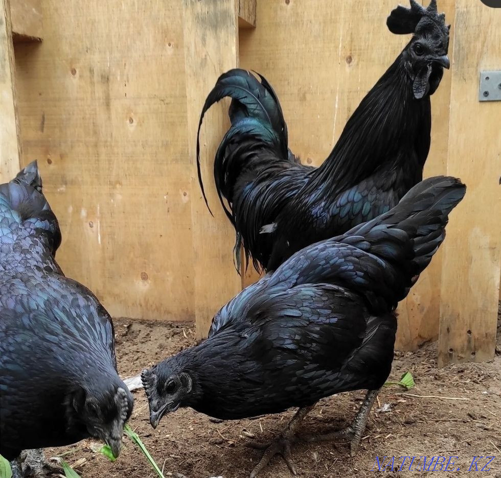 urgently selling chicken Uheilyuy, Tauy? satylads  - photo 3