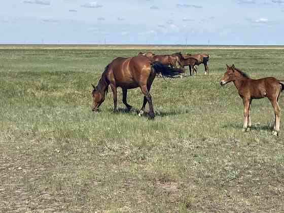 Продам кобыл с жеребятами Kostanay