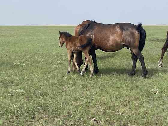 Продам кобыл с жеребятами Kostanay