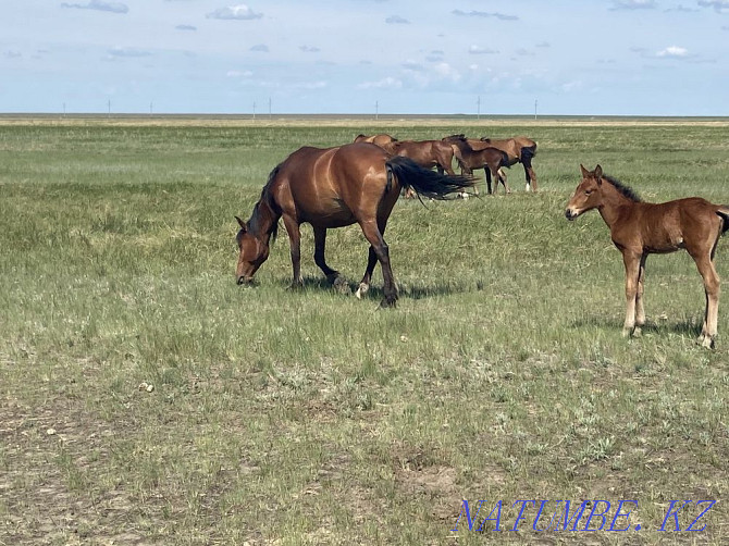 mares with foals for sale Kostanay - photo 3