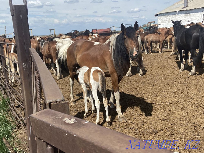 mares with foals for sale Kostanay - photo 2