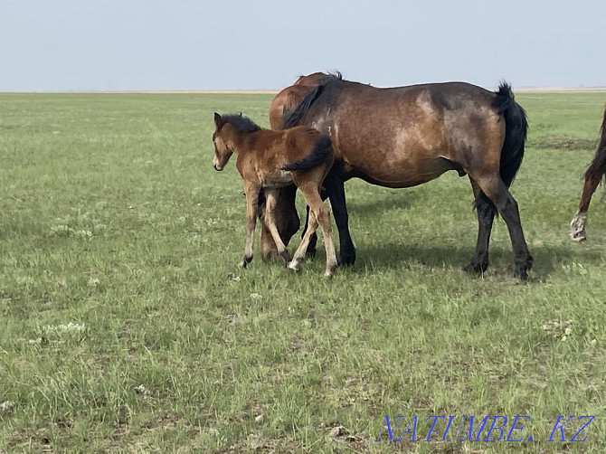 mares with foals for sale Kostanay - photo 1