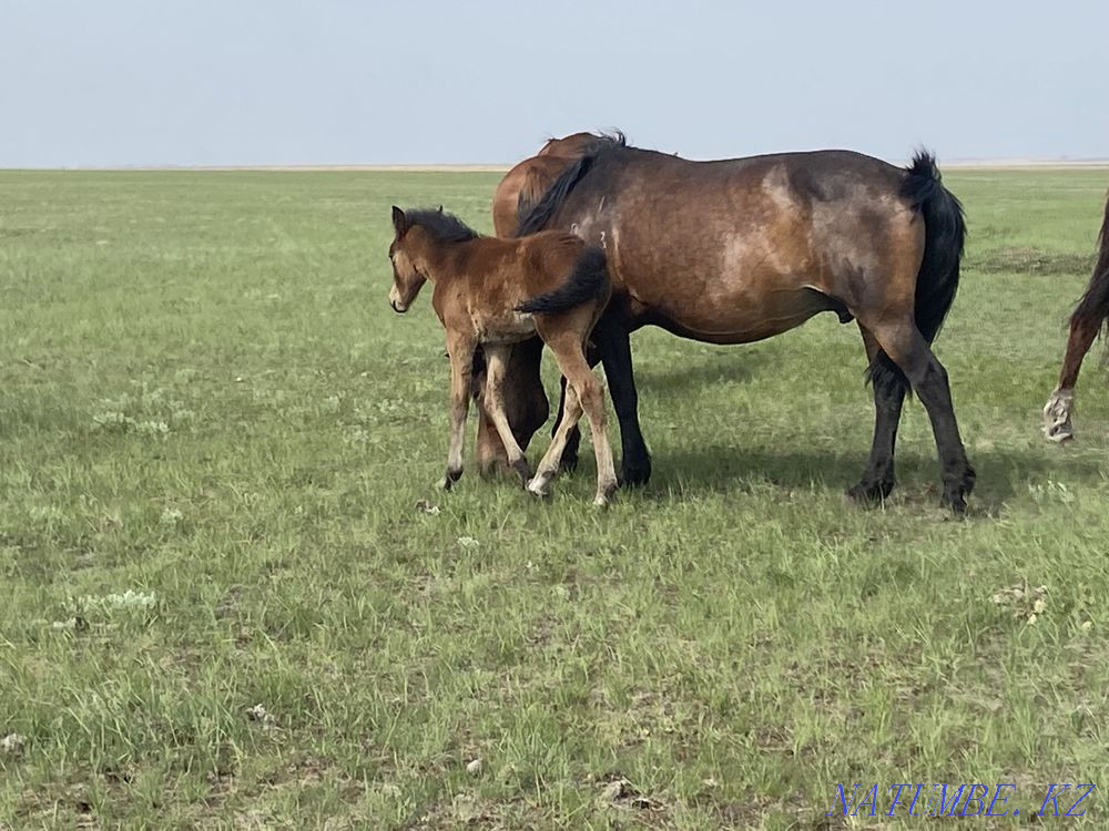 mares with foals for sale Kostanay - photo 1