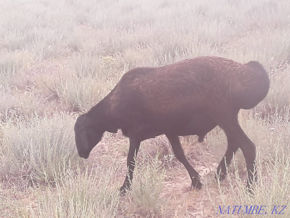 I will sell sheep gissar? osh? arlar paroda  - photo 5