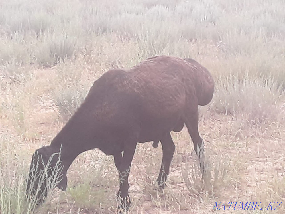I will sell sheep gissar? osh? arlar paroda  - photo 3