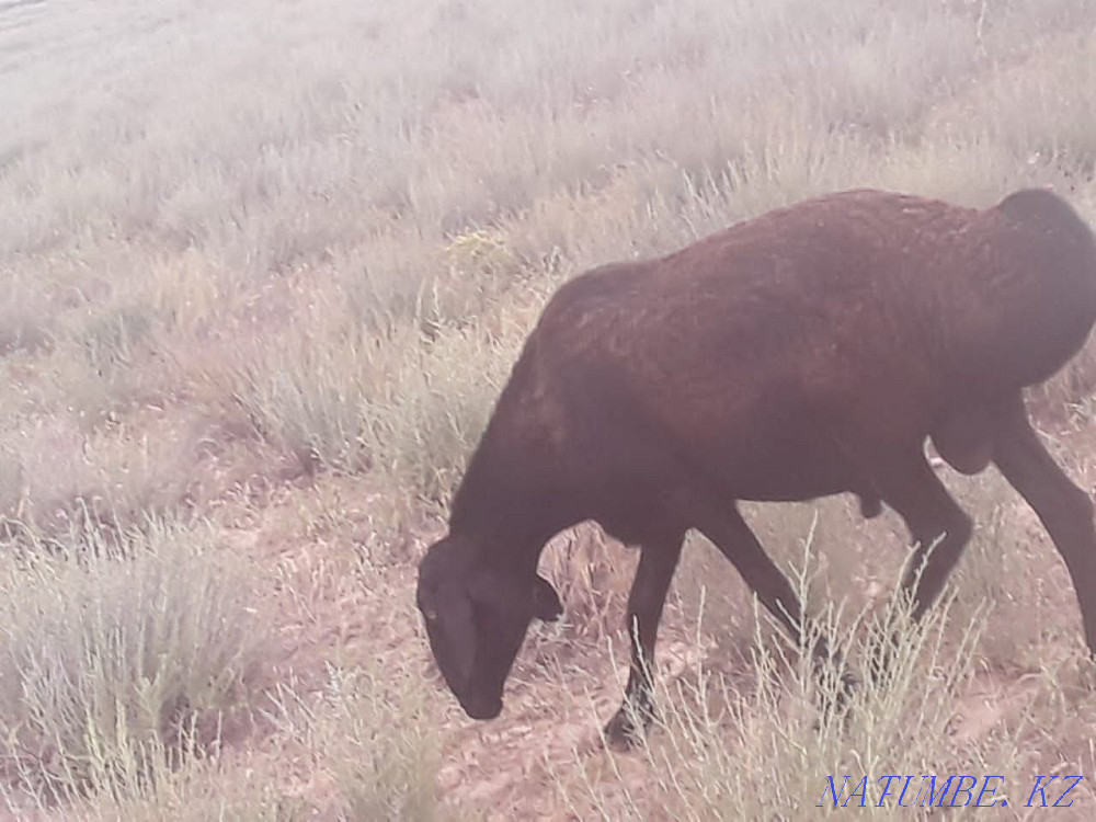 I will sell sheep gissar? osh? arlar paroda  - photo 2