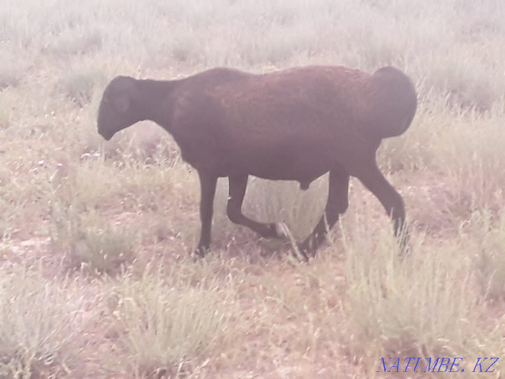 I will sell sheep gissar? osh? arlar paroda  - photo 4