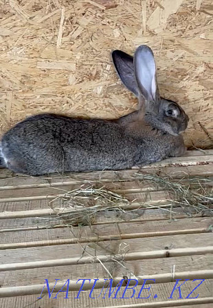 Purebred rabbits for sale Pavlodar - photo 3