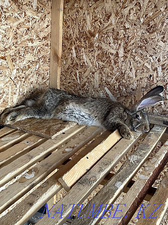 Purebred rabbits for sale Pavlodar - photo 7