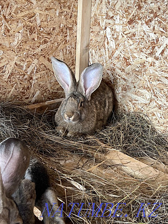 Purebred rabbits for sale Pavlodar - photo 8