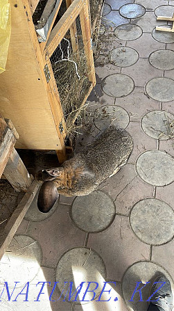 Purebred rabbits for sale Pavlodar - photo 1