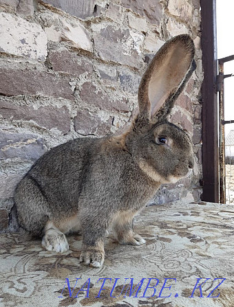 Purebred rabbits for sale Pavlodar - photo 4