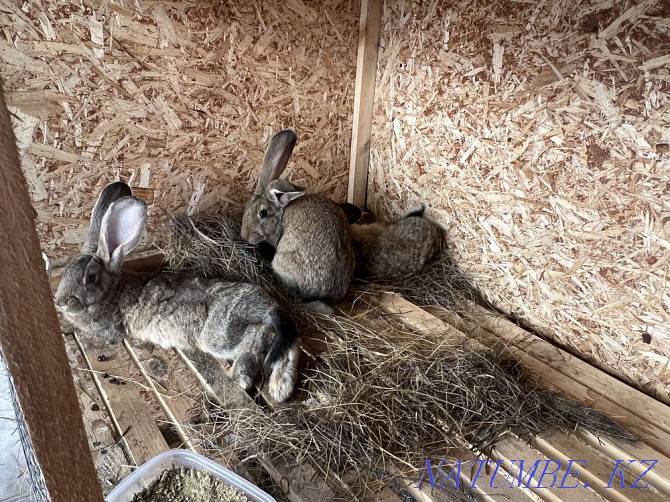 Purebred rabbits for sale Pavlodar - photo 6