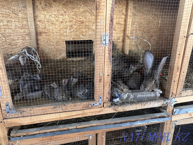 Purebred rabbits for sale Pavlodar - photo 5