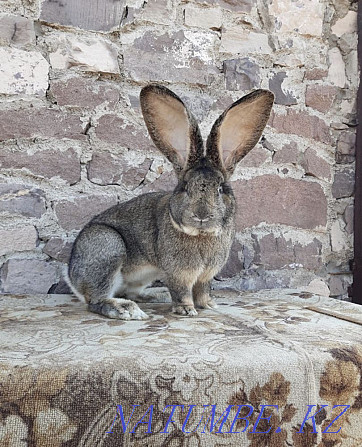 Purebred rabbits for sale Pavlodar - photo 2