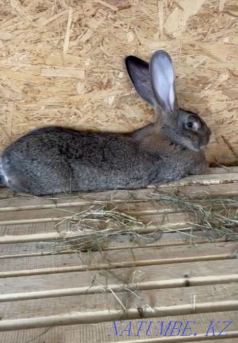 Purebred rabbits for sale Pavlodar - photo 3