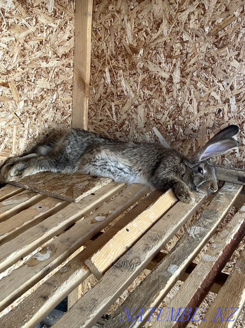 Purebred rabbits for sale Pavlodar - photo 7