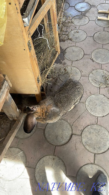 Purebred rabbits for sale Pavlodar - photo 1