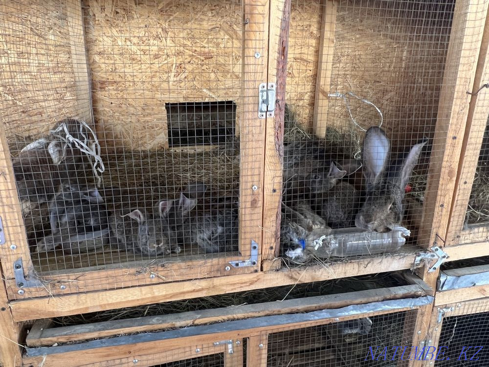 Purebred rabbits for sale Pavlodar - photo 5