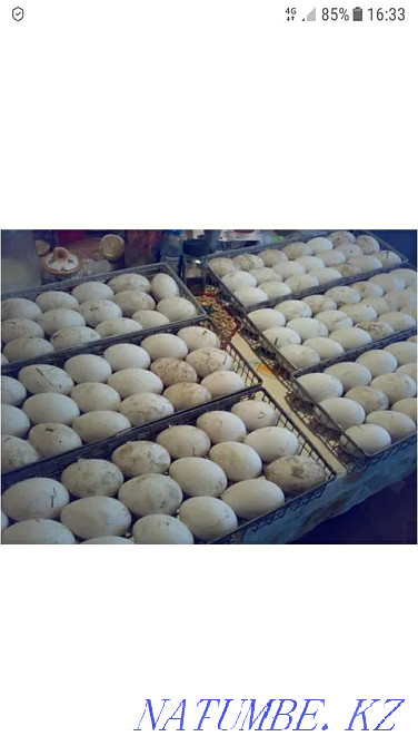 Гусиные инкубационные яйца. Тараз - изображение 2