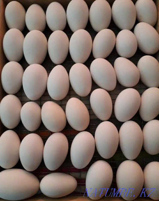 Гусиные инкубационные яйца. Тараз - изображение 1