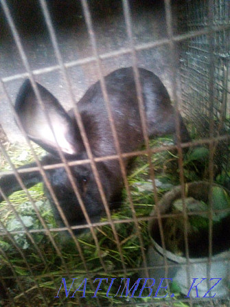 small rabbits for sale Taldykorgan - photo 4