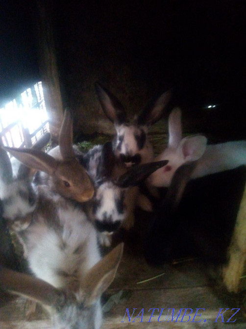 small rabbits for sale Taldykorgan - photo 2