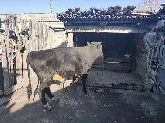 Продам бычка выращенного на натуральных продуктах. Kostanay