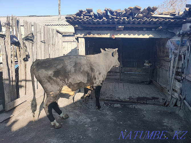 I will sell the bull-calf which is grown up on natural products. Kostanay - photo 2