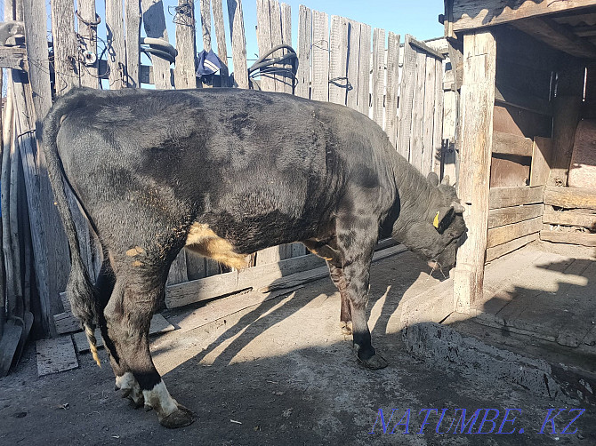 Табиғи өніммен өсірілген бұзауды сатамын.  Қостанай  - изображение 3