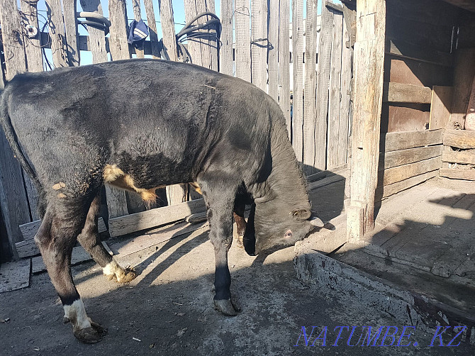 I will sell the bull-calf which is grown up on natural products. Kostanay - photo 5