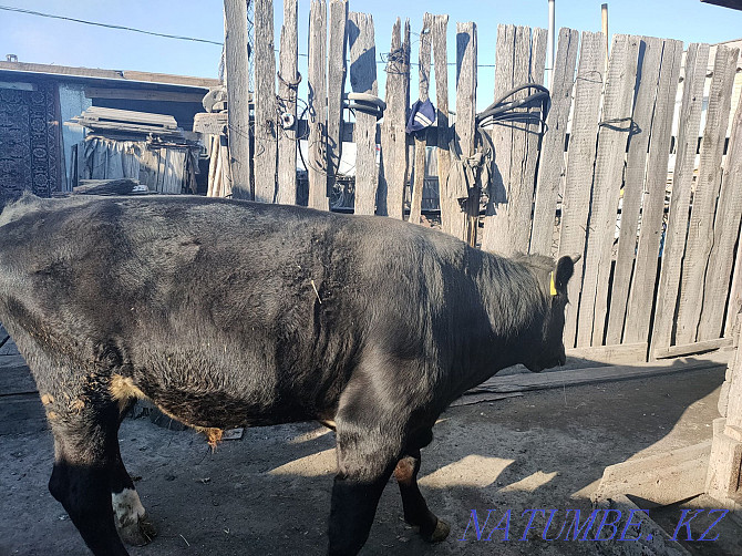 I will sell the bull-calf which is grown up on natural products. Kostanay - photo 7