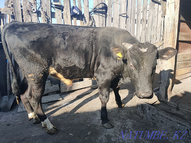 I will sell the bull-calf which is grown up on natural products. Kostanay - photo 4