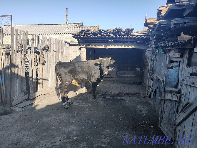 I will sell the bull-calf which is grown up on natural products. Kostanay - photo 1