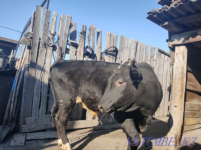 I will sell the bull-calf which is grown up on natural products. Kostanay - photo 6