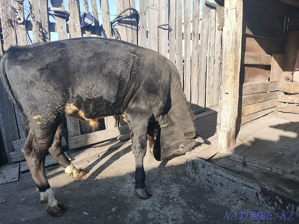 I will sell the bull-calf which is grown up on natural products. Kostanay - photo 5