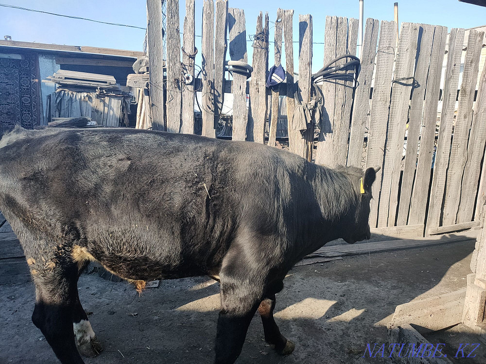 I will sell the bull-calf which is grown up on natural products. Kostanay - photo 7