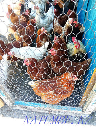 Mixed house chickens Ust-Kamenogorsk - photo 1