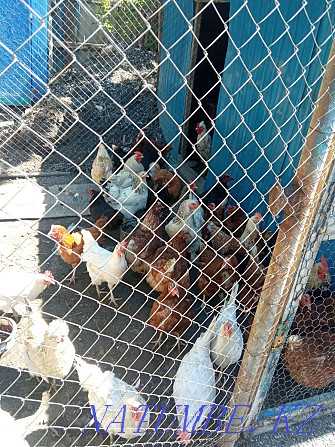 Mixed house chickens Ust-Kamenogorsk - photo 2