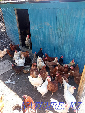 Mixed house chickens Ust-Kamenogorsk - photo 3