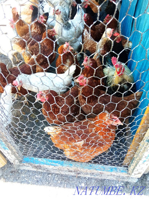 Аралас үй тауықтары  Өскемен - изображение 1