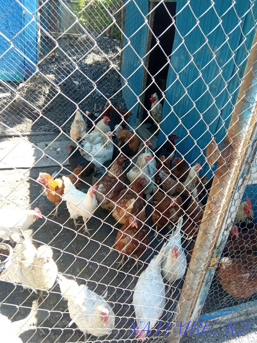 Аралас үй тауықтары  Өскемен - изображение 2