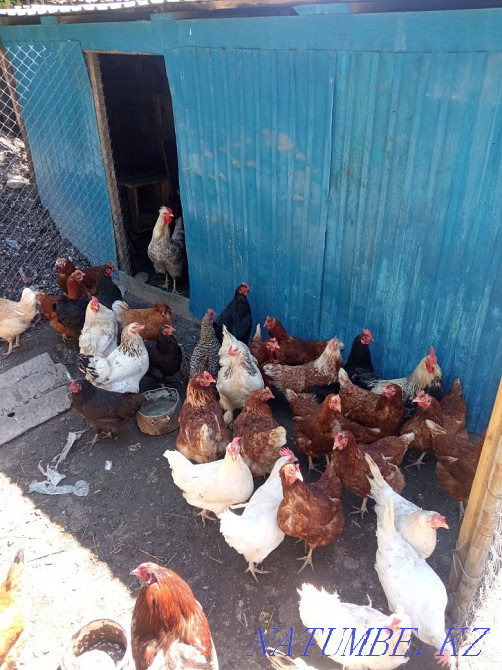 Аралас үй тауықтары  Өскемен - изображение 3