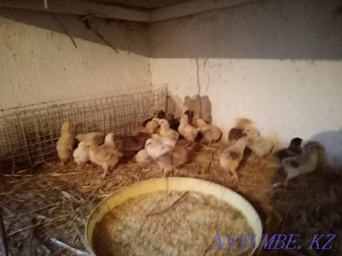 Domestic chickens, ducklings and broiler Urochishche Talgarbaytuma - photo 4