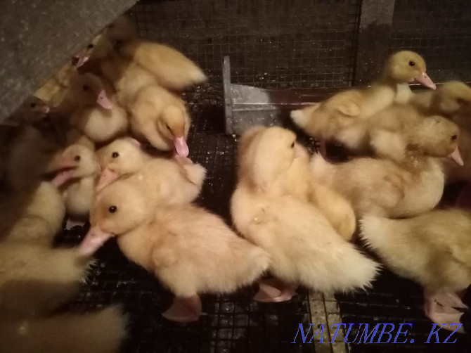 Domestic chickens, ducklings and broiler Urochishche Talgarbaytuma - photo 2